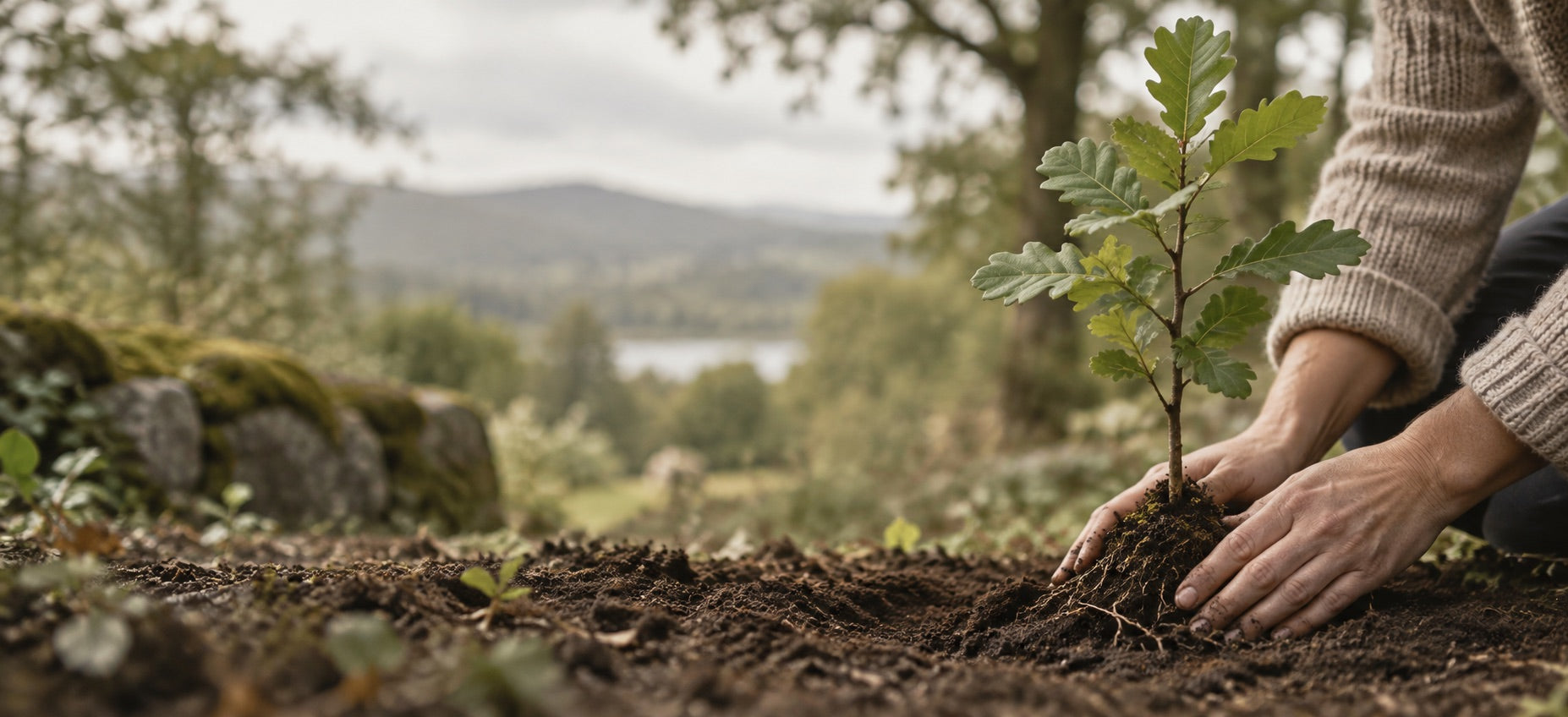 Hands planting a young oak tree in soil